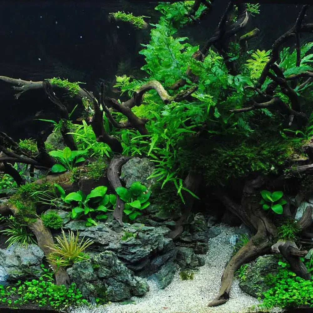 1 Pcs Wood Natural Driftwood Tree For Fish Tank