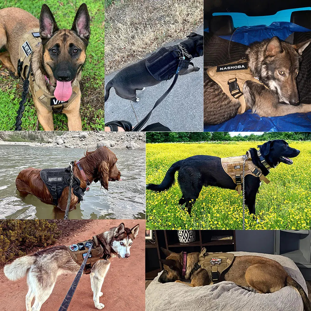 Medium To Large Dog Harness And Leash Set